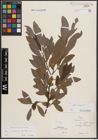 Foto von Salix cinerea L.